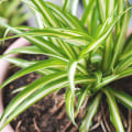 The Best Air Purifying House Plants to Pair with Your Vent-Cleaning Routine