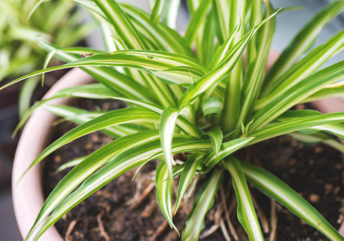 The Best Air Purifying House Plants to Pair with Your Vent-Cleaning Routine